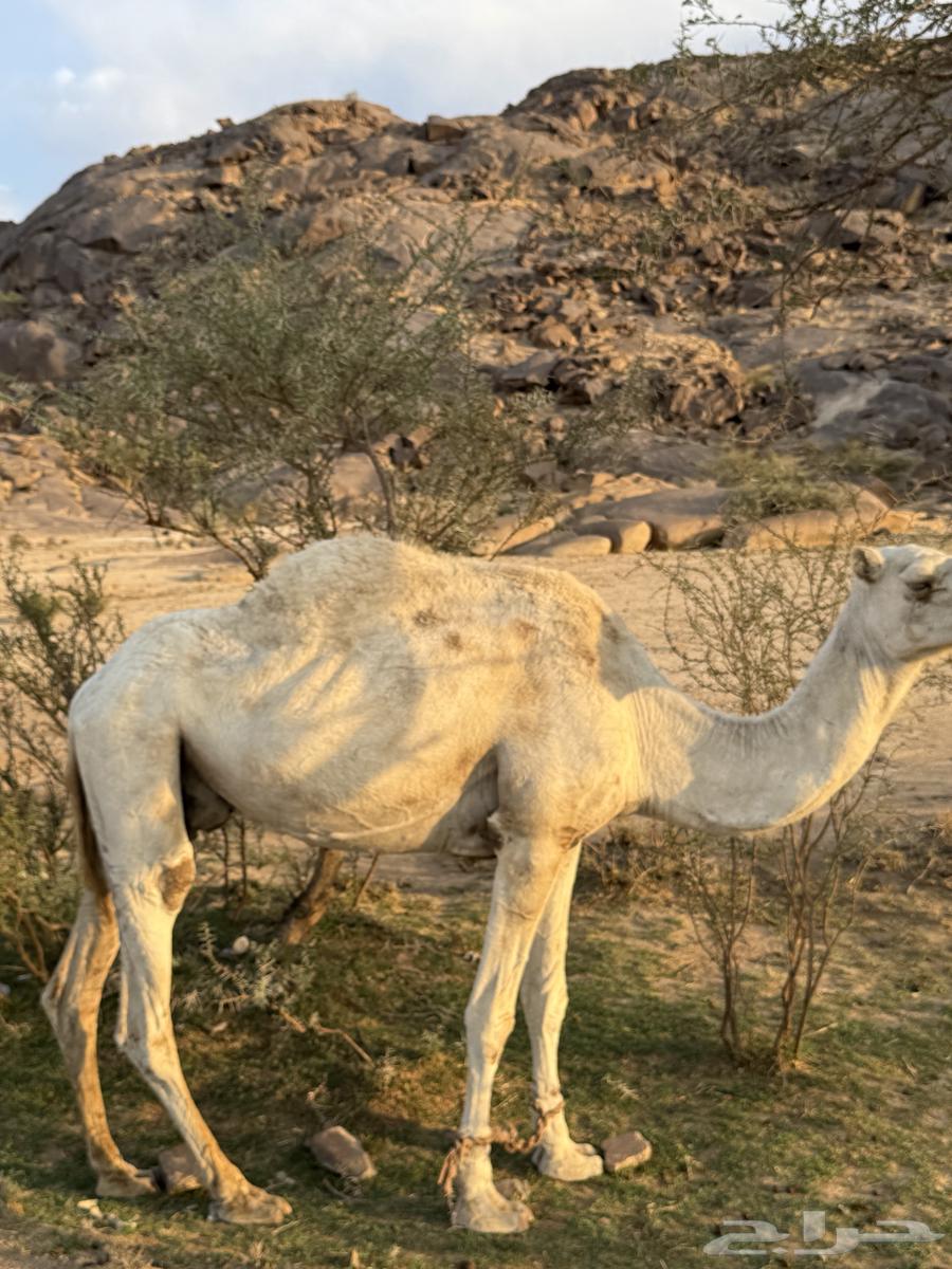 ابل للبيع64476420220417112