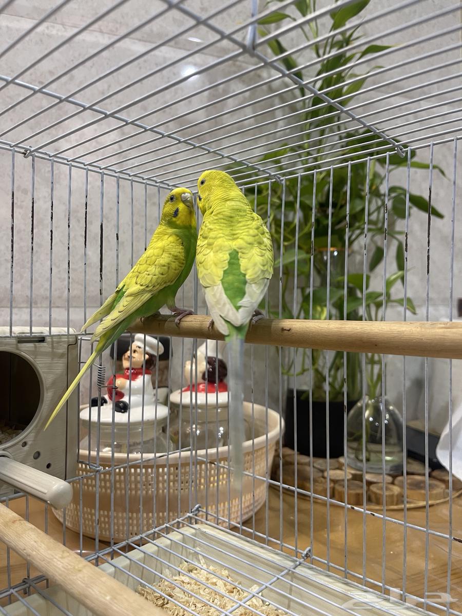 زوج بادجي مع القفص ( تم البيع )64476115217283110