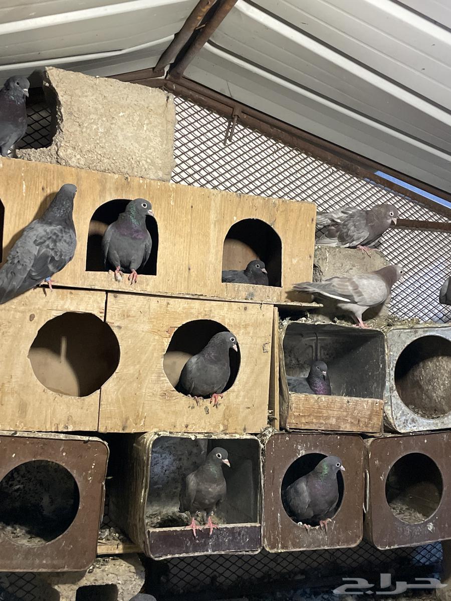 للبيع حمام صنعاني64478580930818110