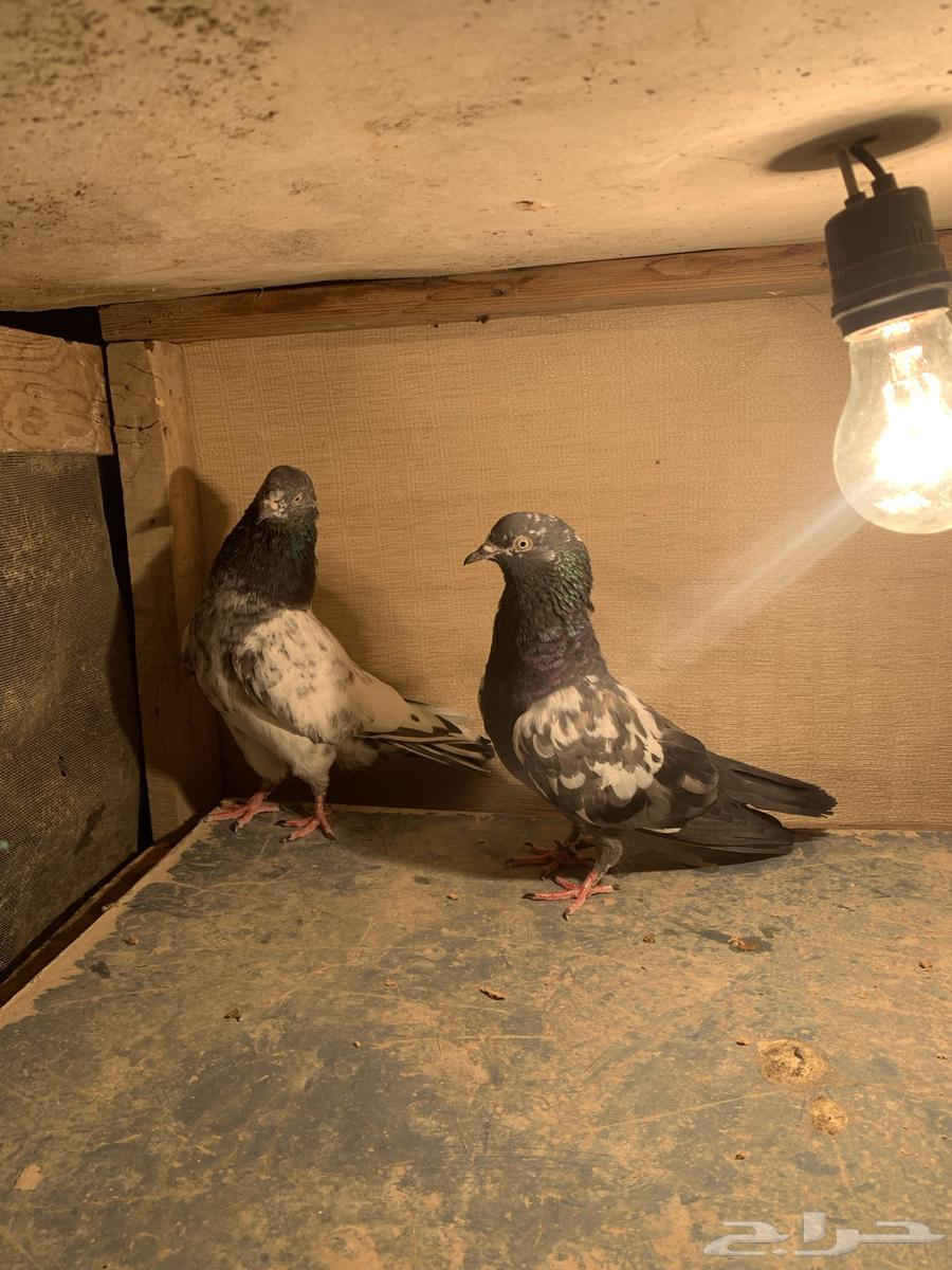 للبيع مجموعة حمام باكستاني شرط الشرط64471266043395111