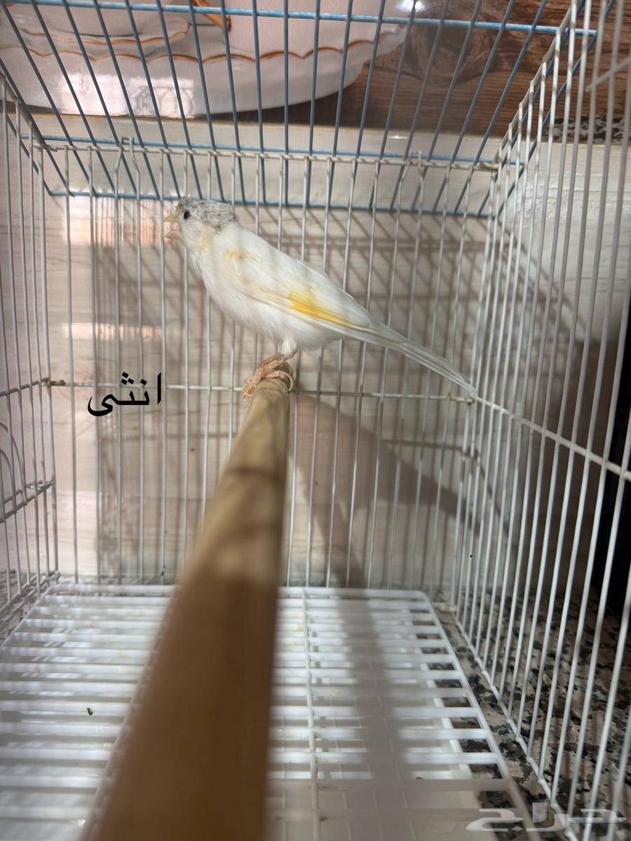 للبيع كناري اناثي وذكور منتجين64475016361091110