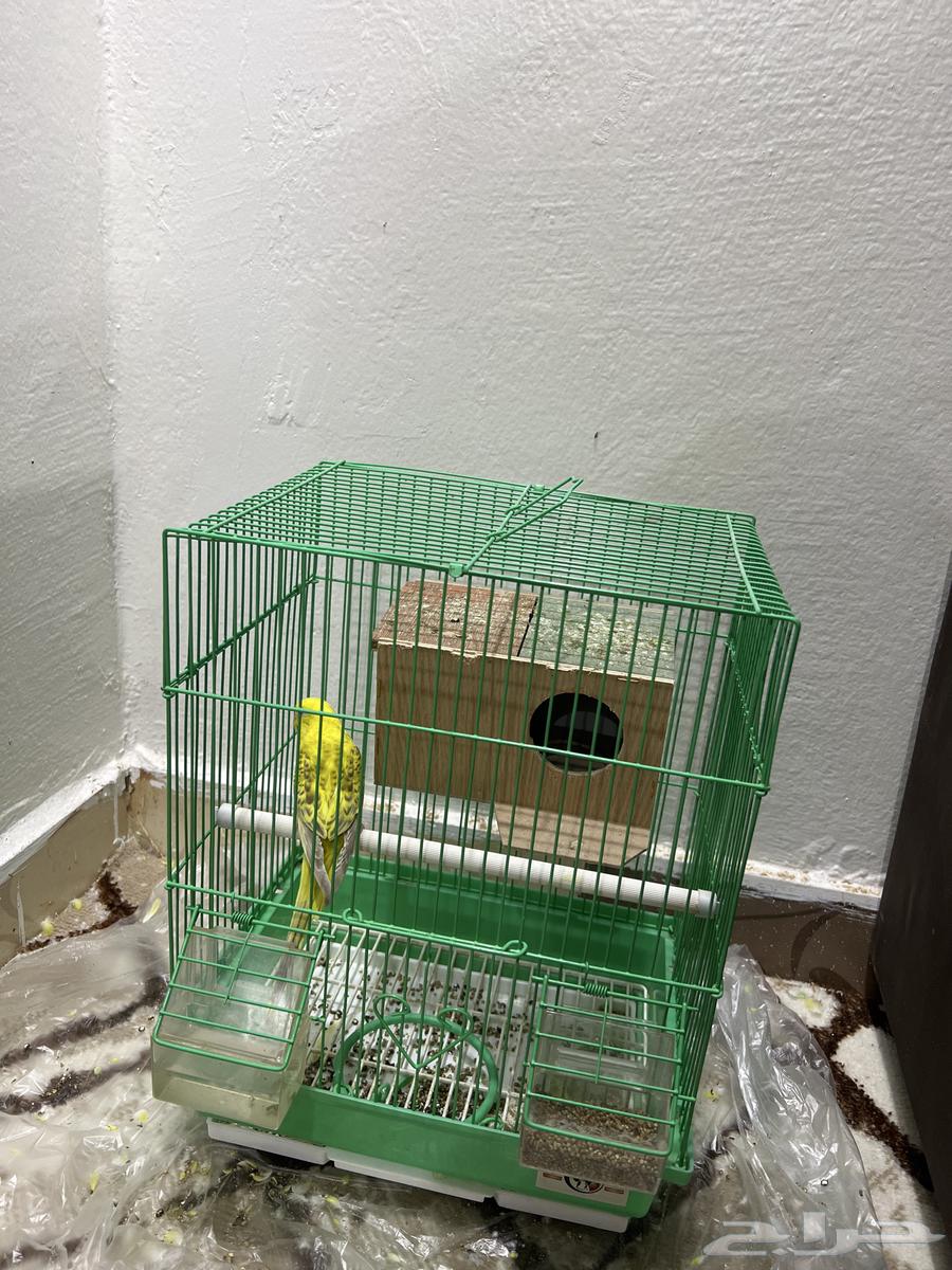 بادجي للبيع مع القفص64478155938946110