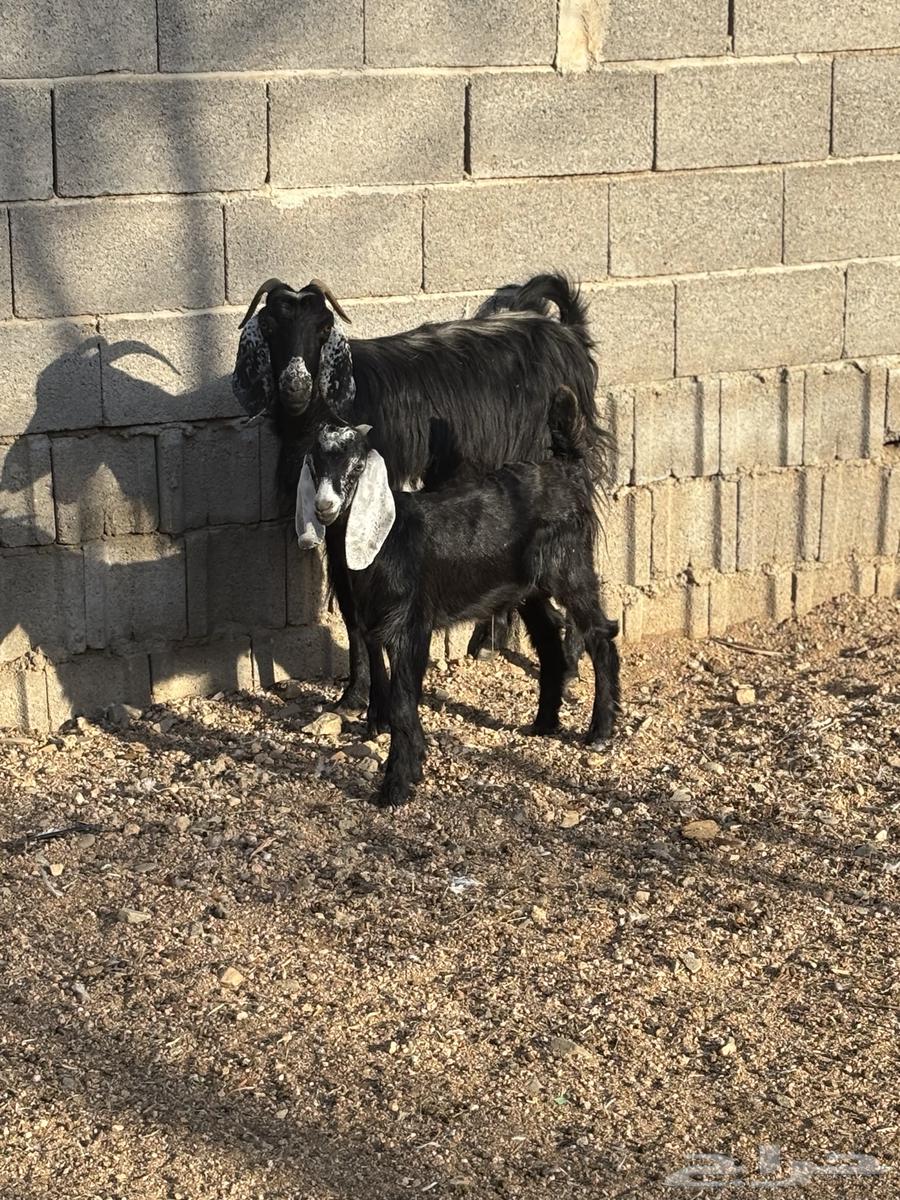 Goat with a buck behind her (Sold)64473022826755110
