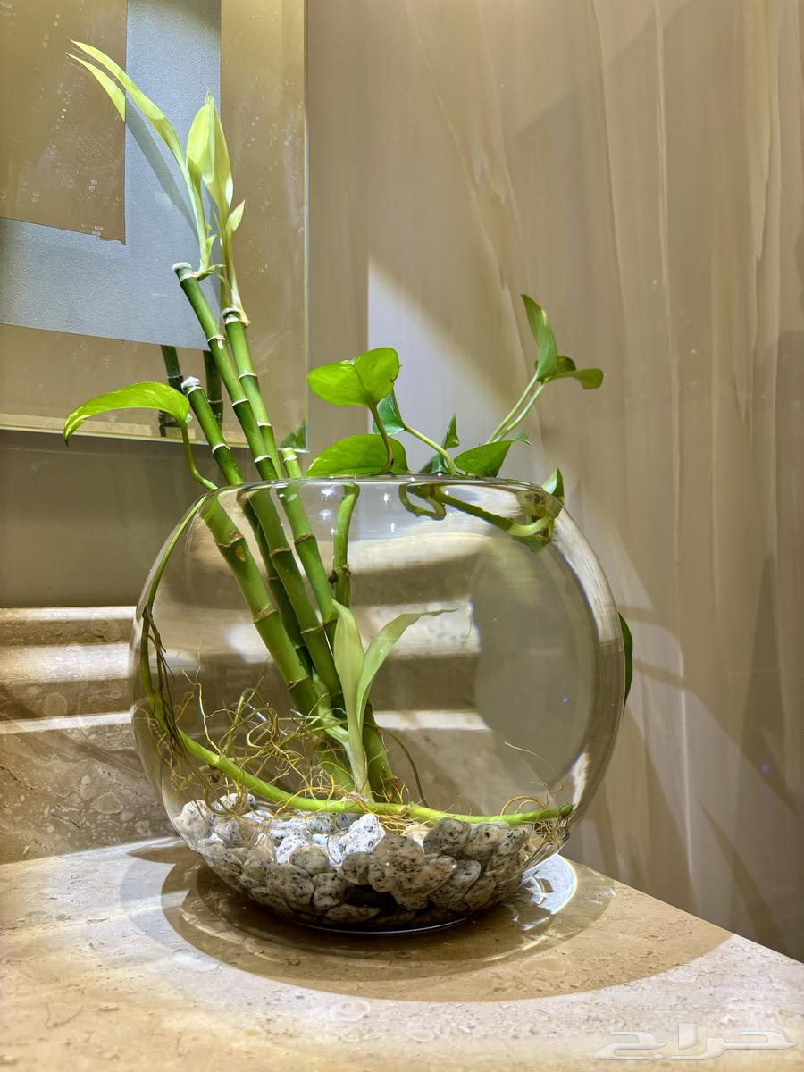 حوض سمك مع سمكه فايتر و نباتات طبيعيه و اكل و توصيل64474430275203110