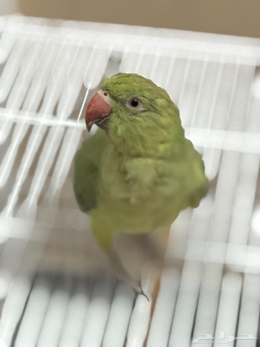 ببغاء درة للبيع64453999367297112