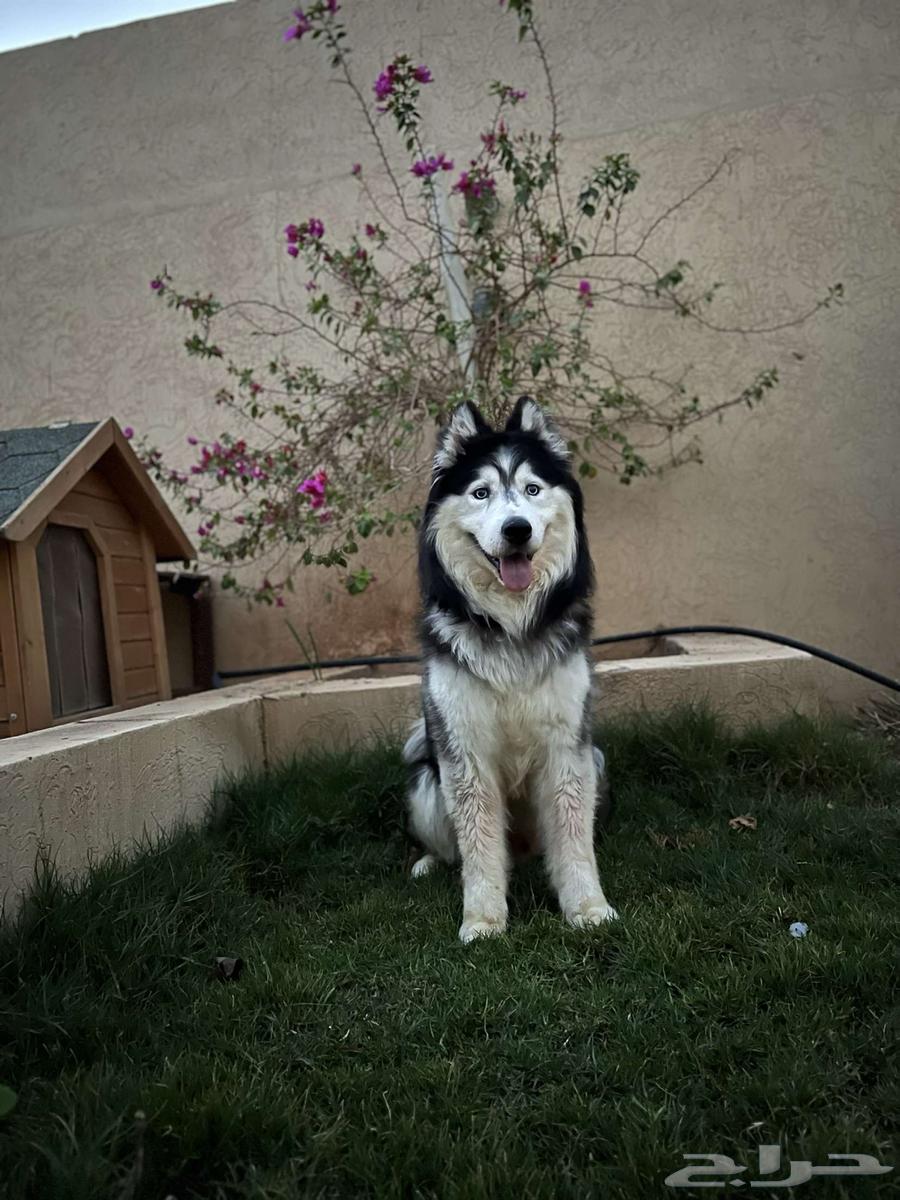 كلب هاسكي للبيع64472602888961111