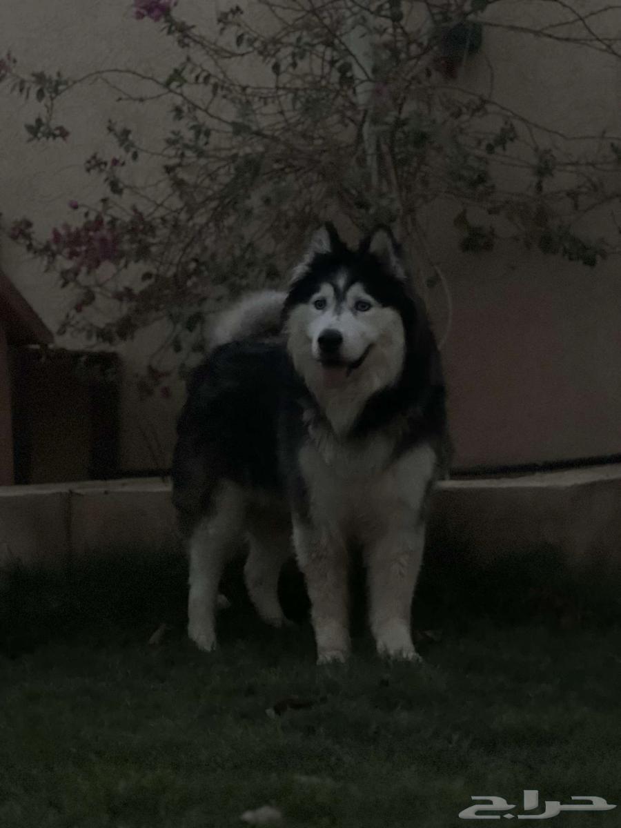 كلب هاسكي للبيع64472602888961114