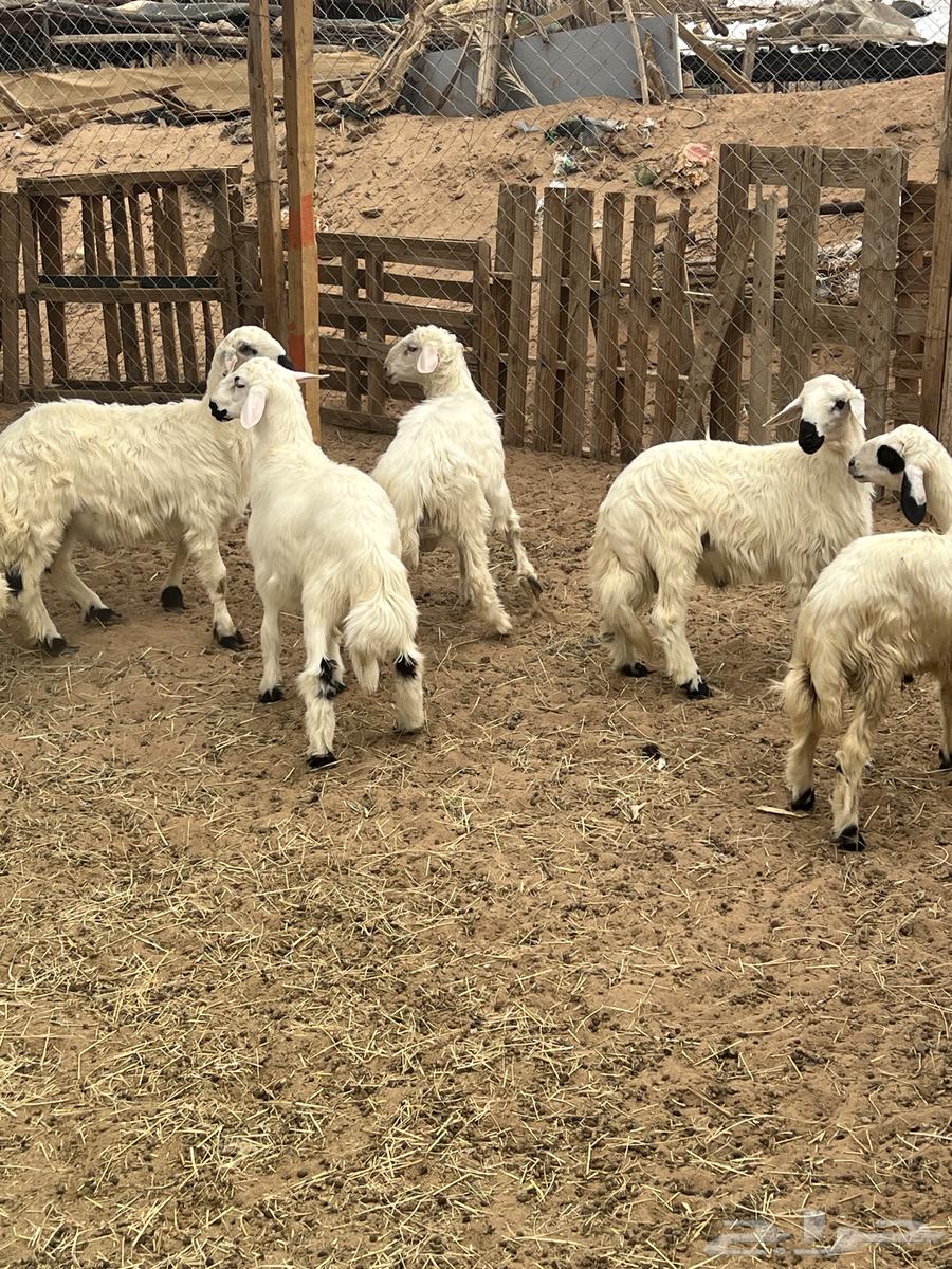 Najran Municipality Zero Sheep64475805859459110