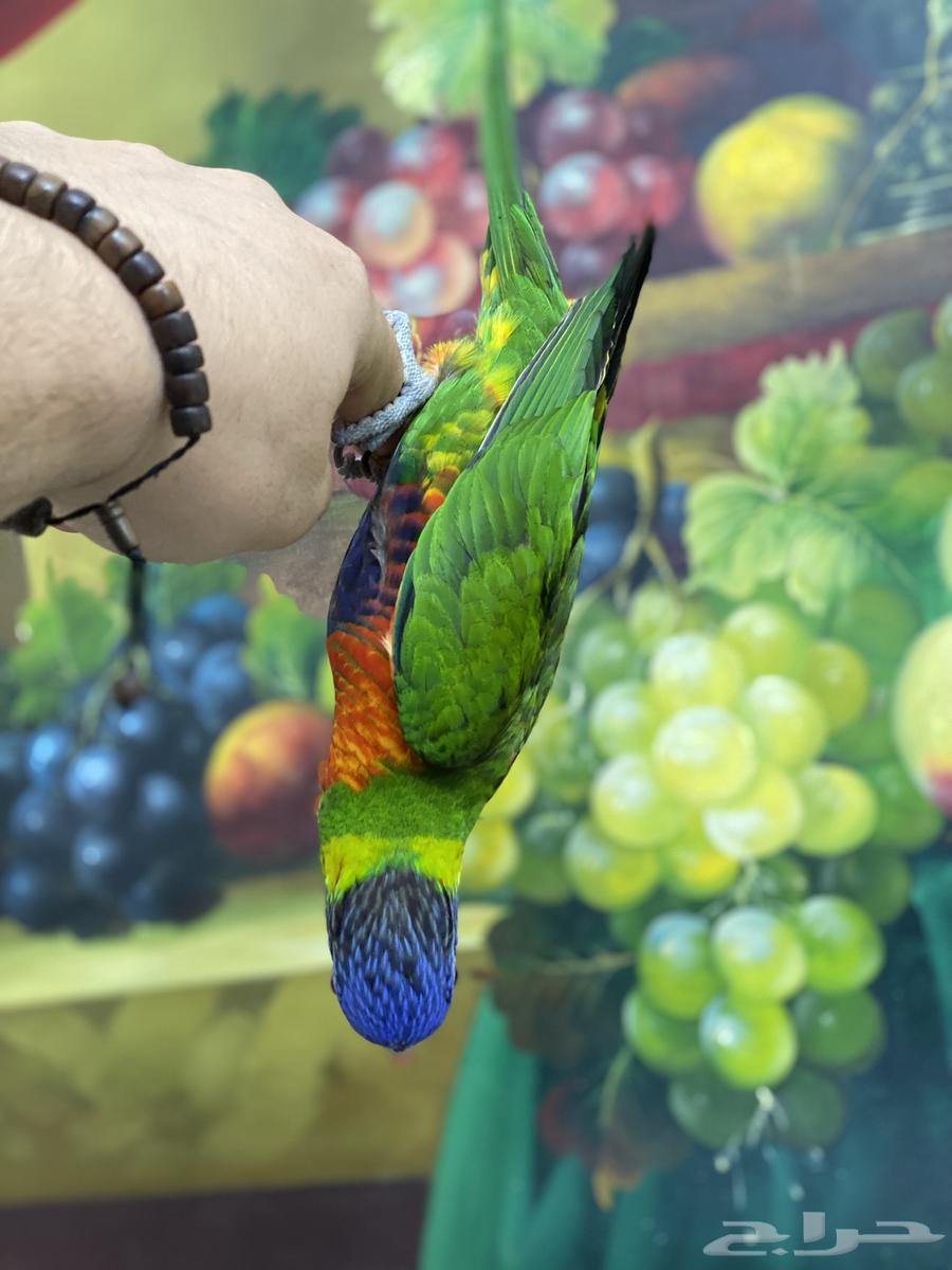 تم البيع لوري ريمبو64471952741635113