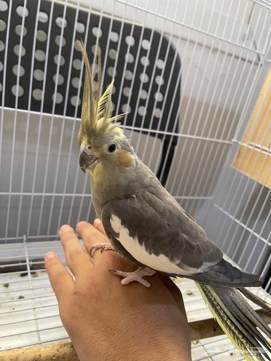 Crown couple producer64475904126593110