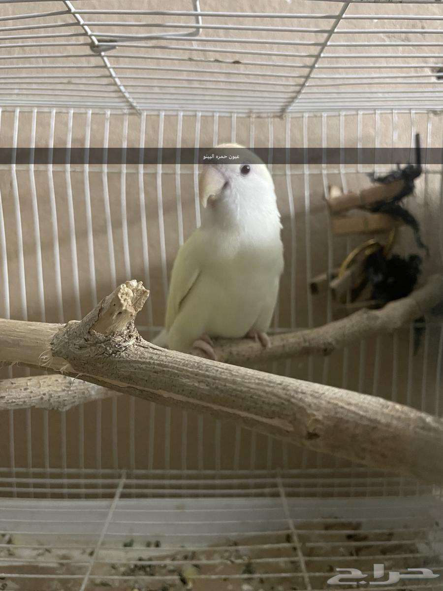 روز البينو العيون حمره64473233973761111