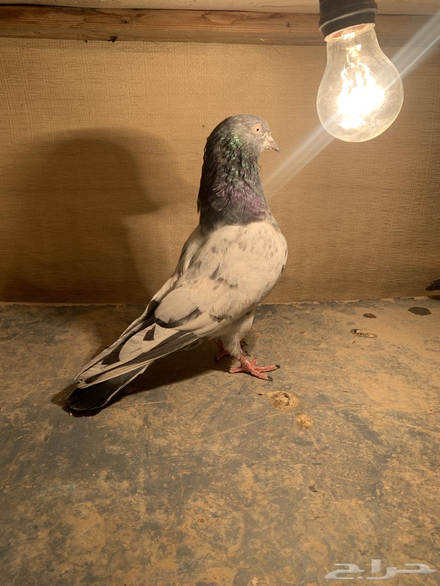 للبيع مجموعة حمام باكستاني شرط الشرط64471266043395110