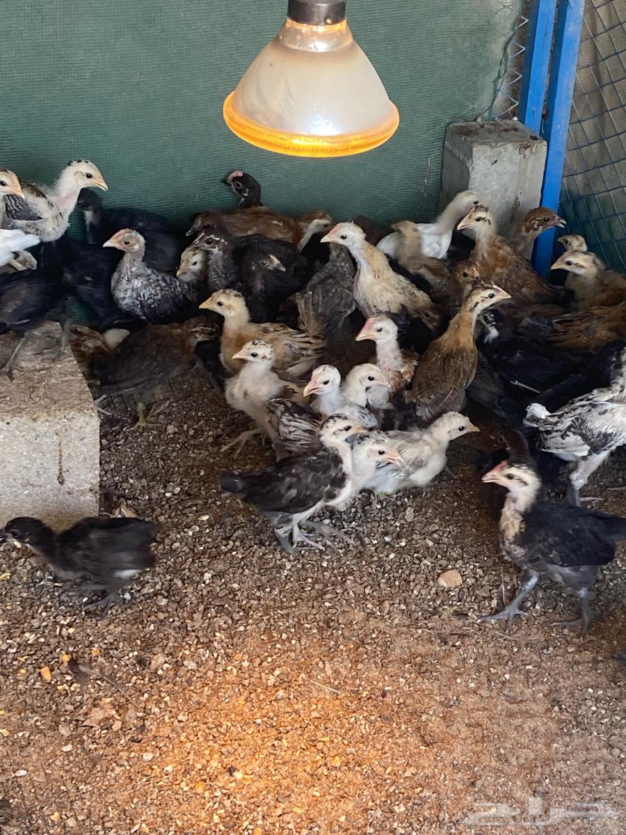 Local, Fayoumi, and Turkey Chickens and Roosters for Sale64474139887746114