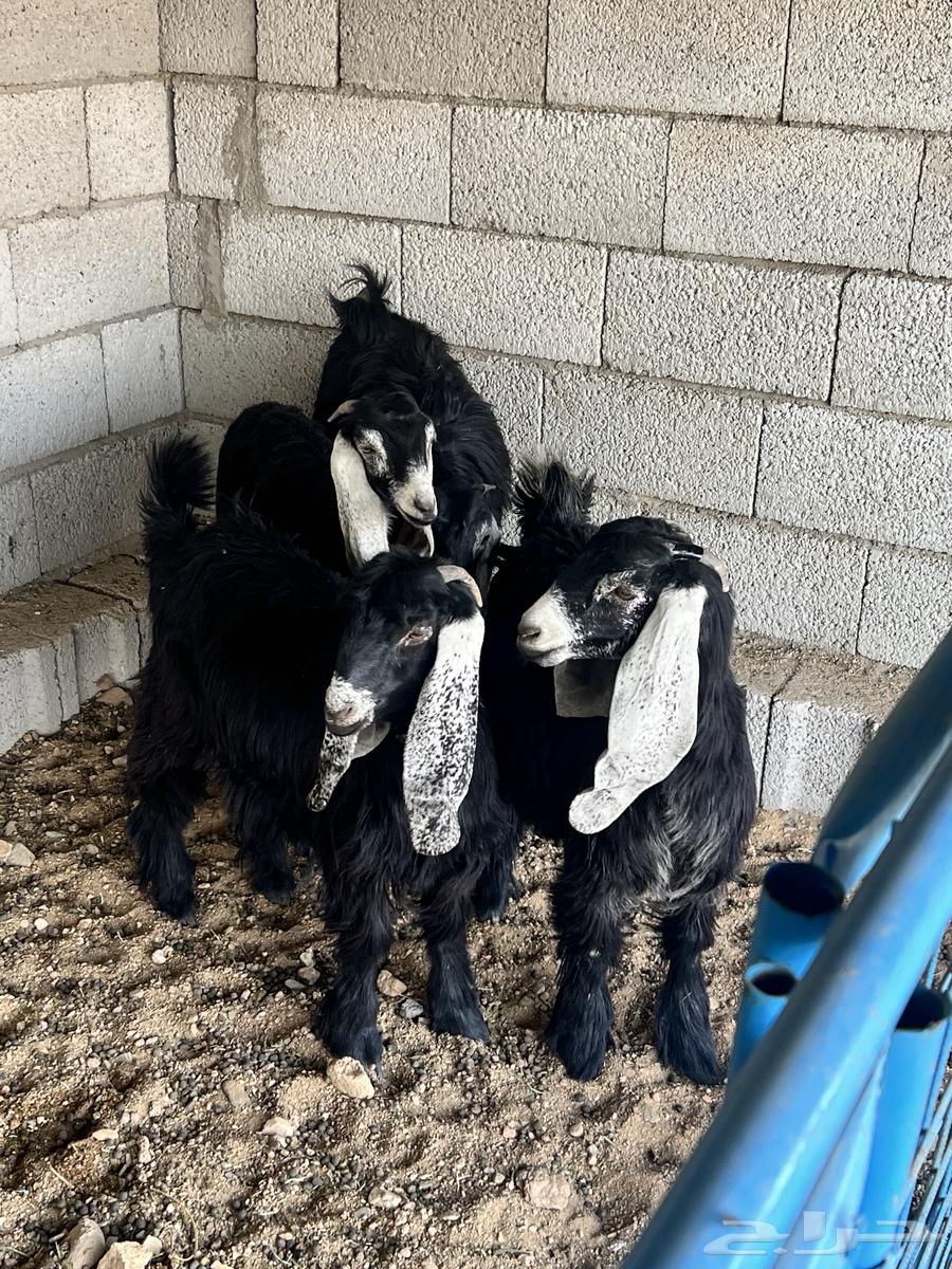 جفار عوارض للبيع64476991277441111