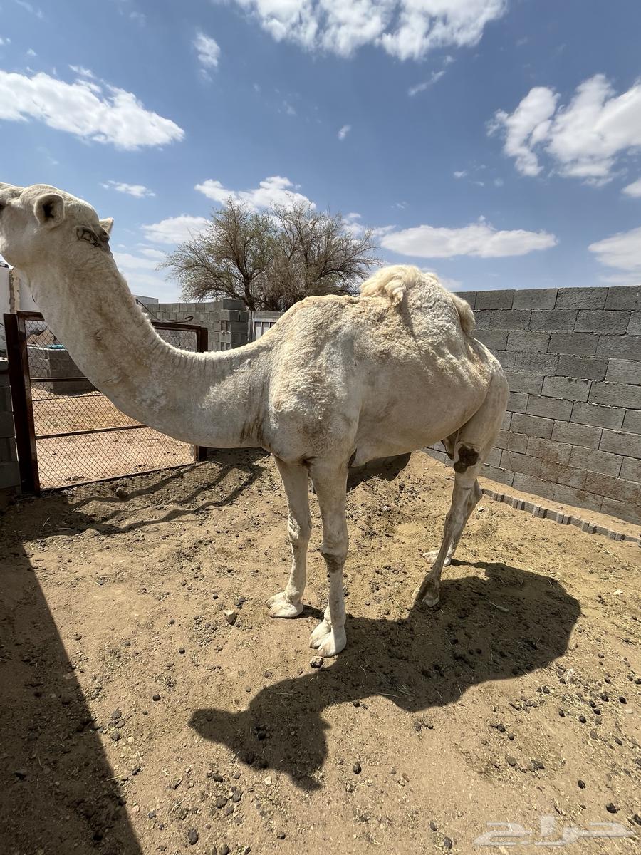 البيع بعير فحل كفو انتاج طيب64475946168579111