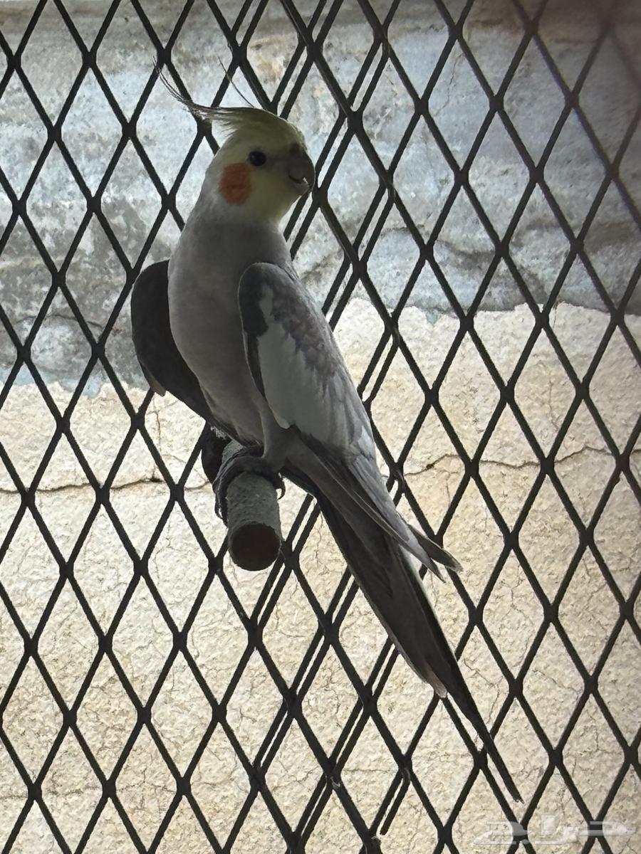 2 ذكور كروان64473997630083113