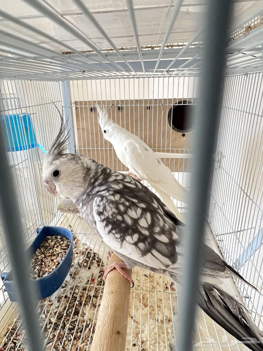 Creamy Face & Blemish Crown Pair, Rare Product64475681045377114