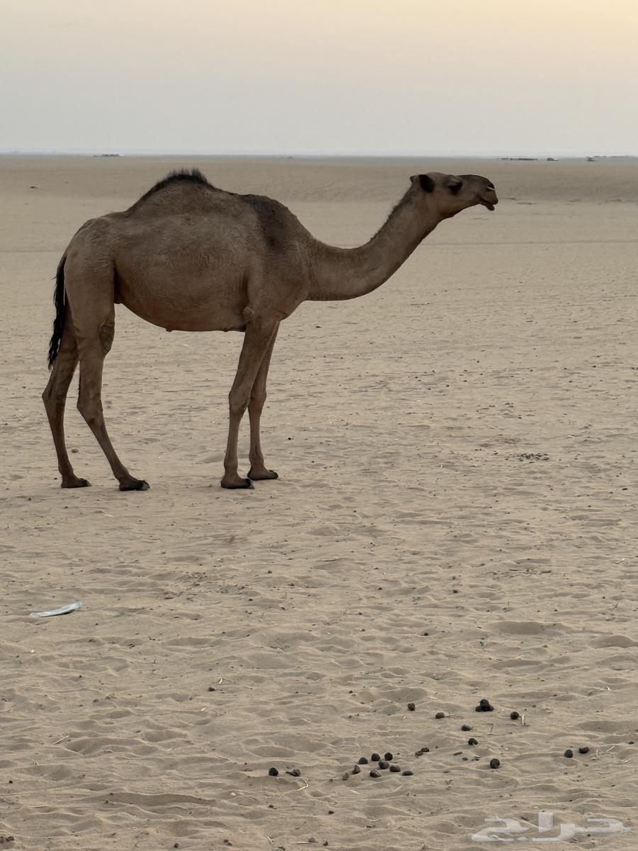 Safra Khufoth Am Theni64477143908866111