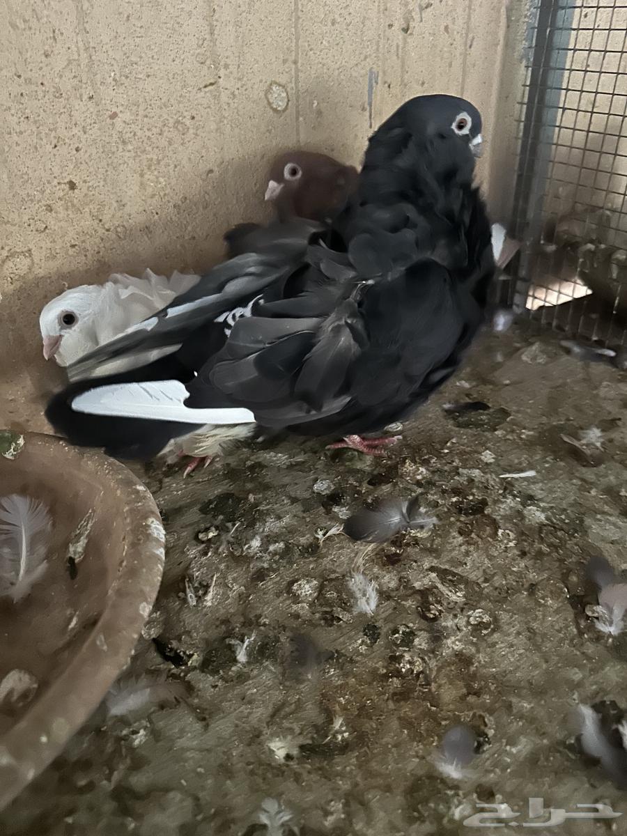 جوز كشكش معه طبه64476184293761111