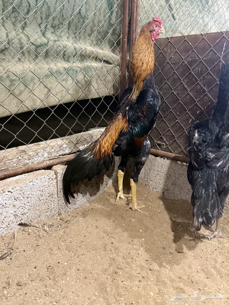 ديك ياباني فاخر64477268948609112