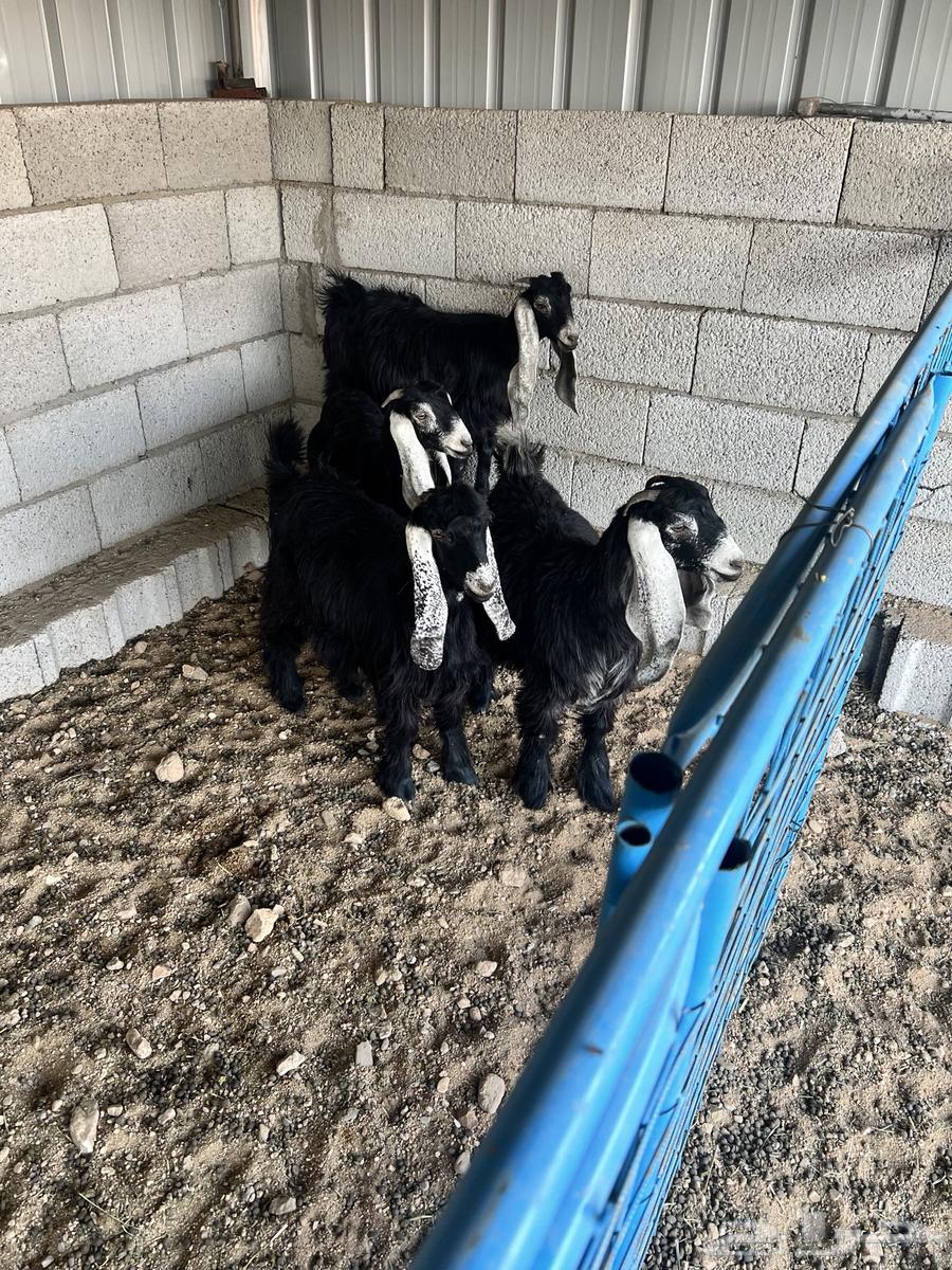 جفار عوارض للبيع64476991277441110