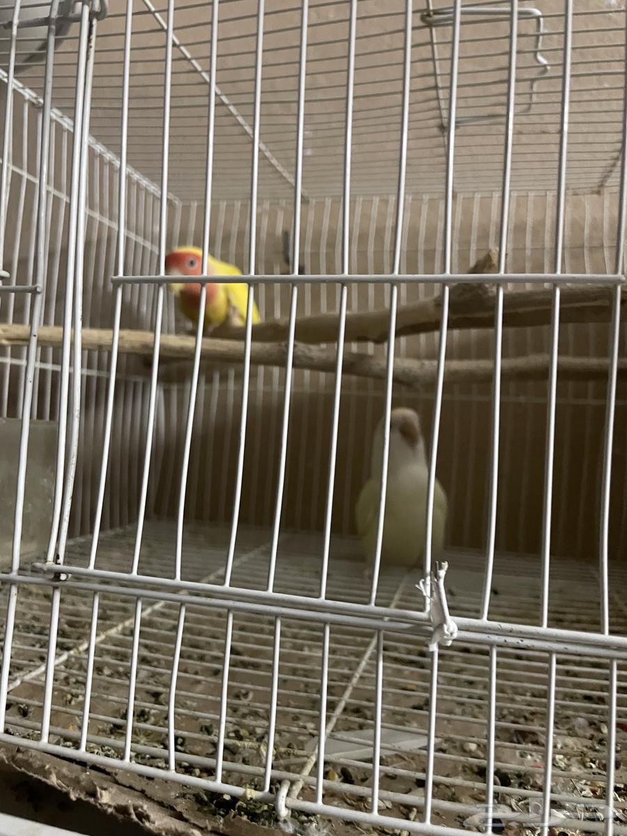 روز البينو العيون حمره64473233973761112