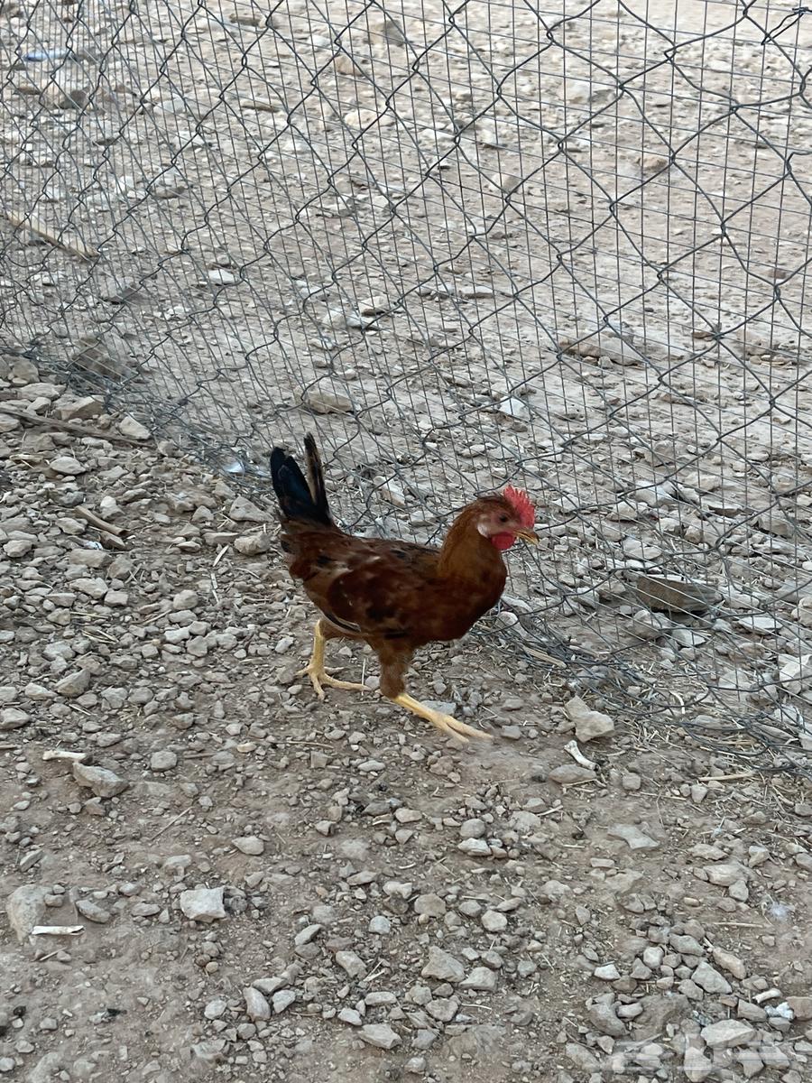 ديك بلدي64478498523906111