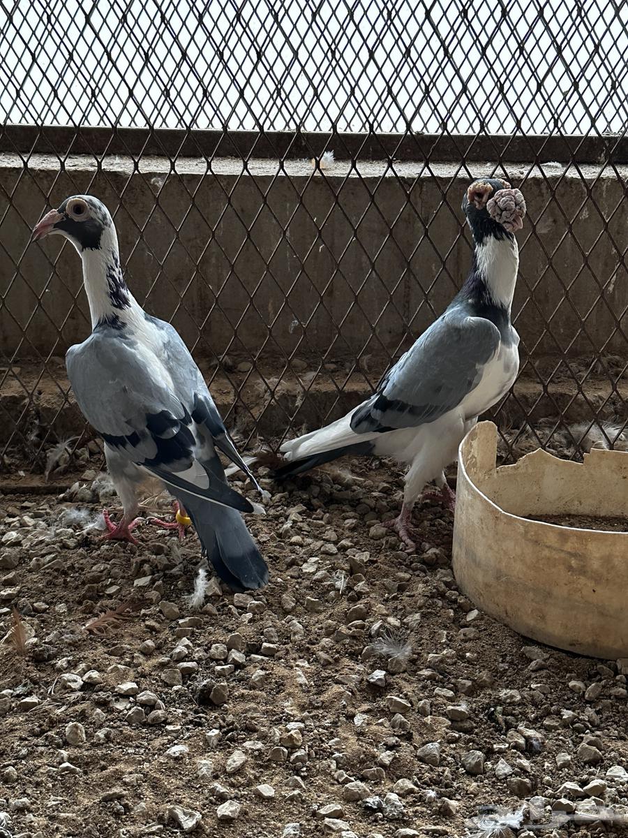 Jawz Karir64473527081217114