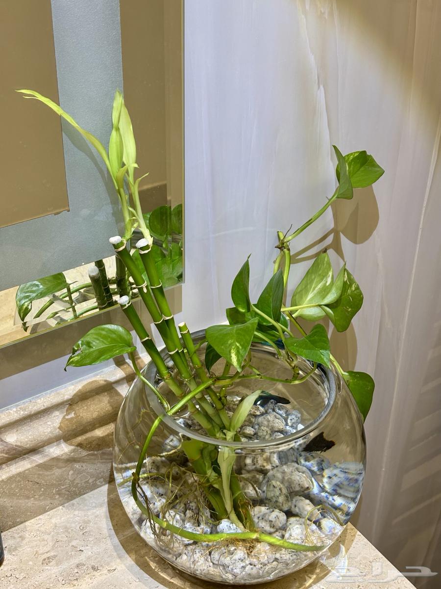 حوض سمك مع سمكه فايتر و نباتات طبيعيه و اكل و توصيل64474430275203111