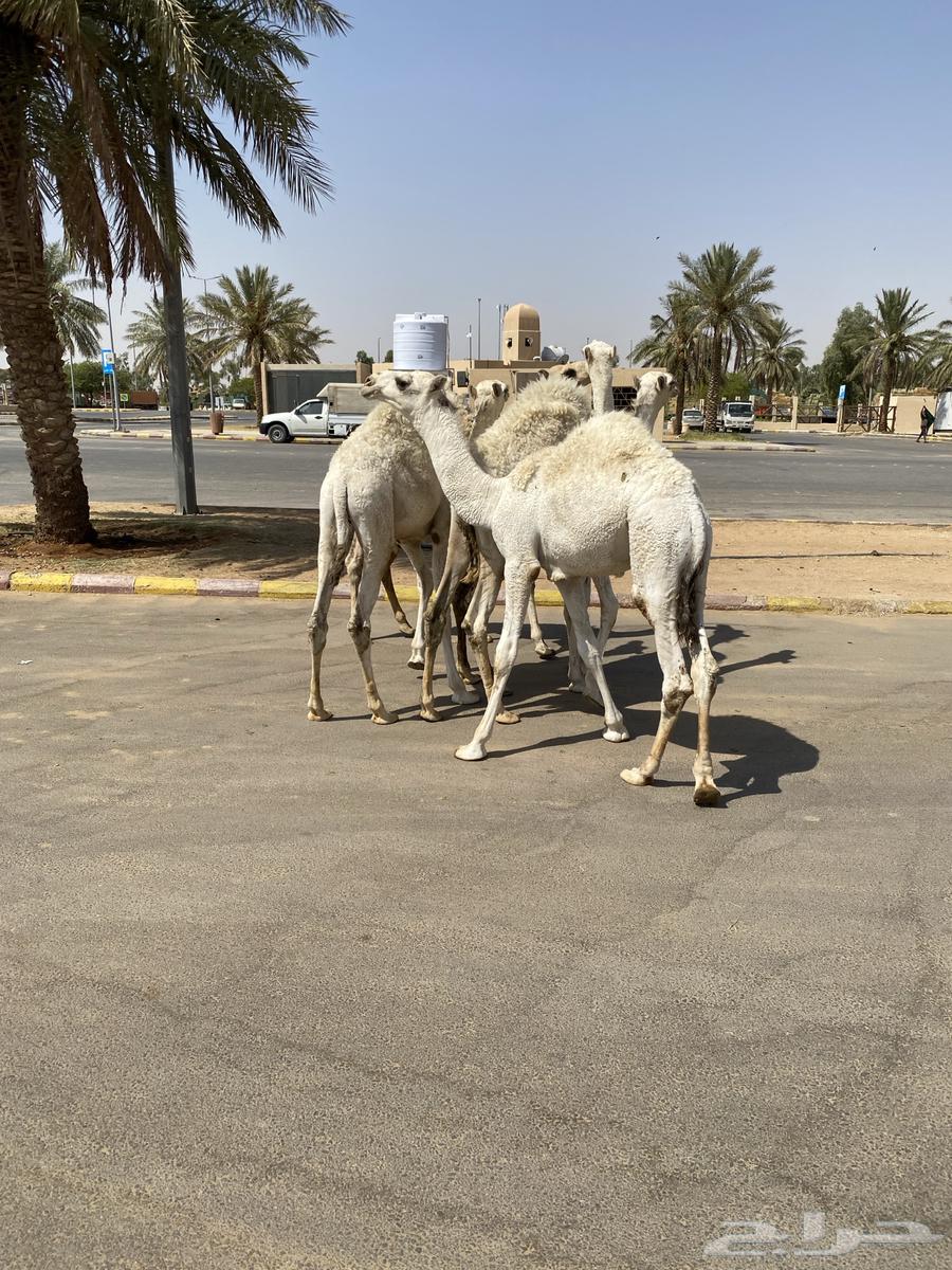 العدد 5 قعدان لبانية واساسهن طيب64473597096833114