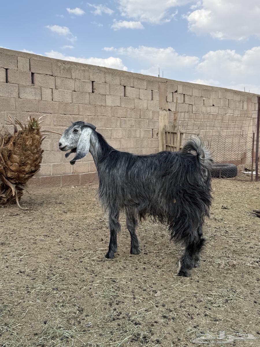 للبيع عنز رباعيه64475736472706111