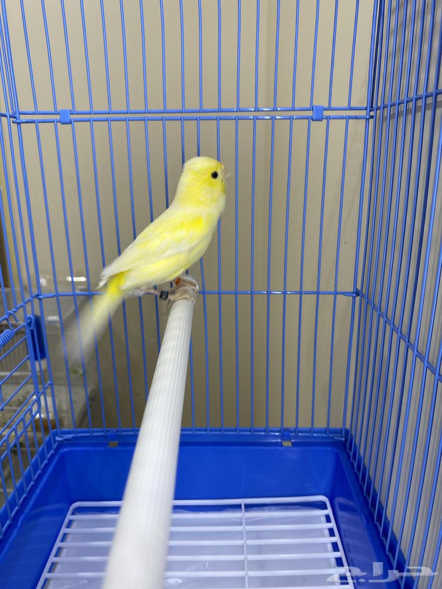 Female Slager String (Sold)64474043863681113