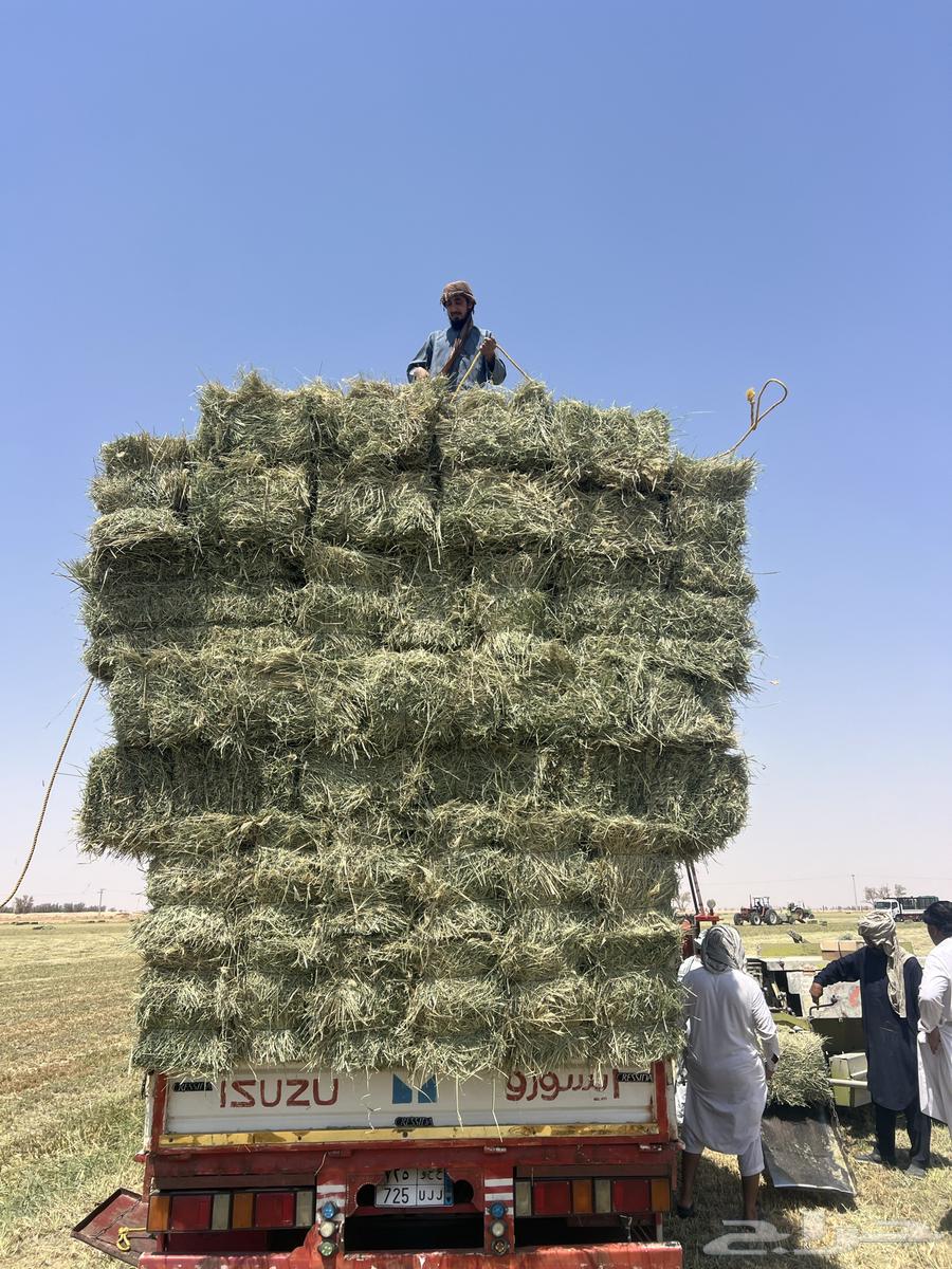 Rodes Safi Smooth64474075770882111