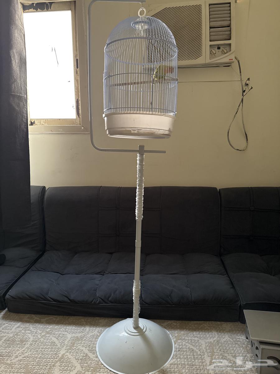 طير روز اليف64473639538819114