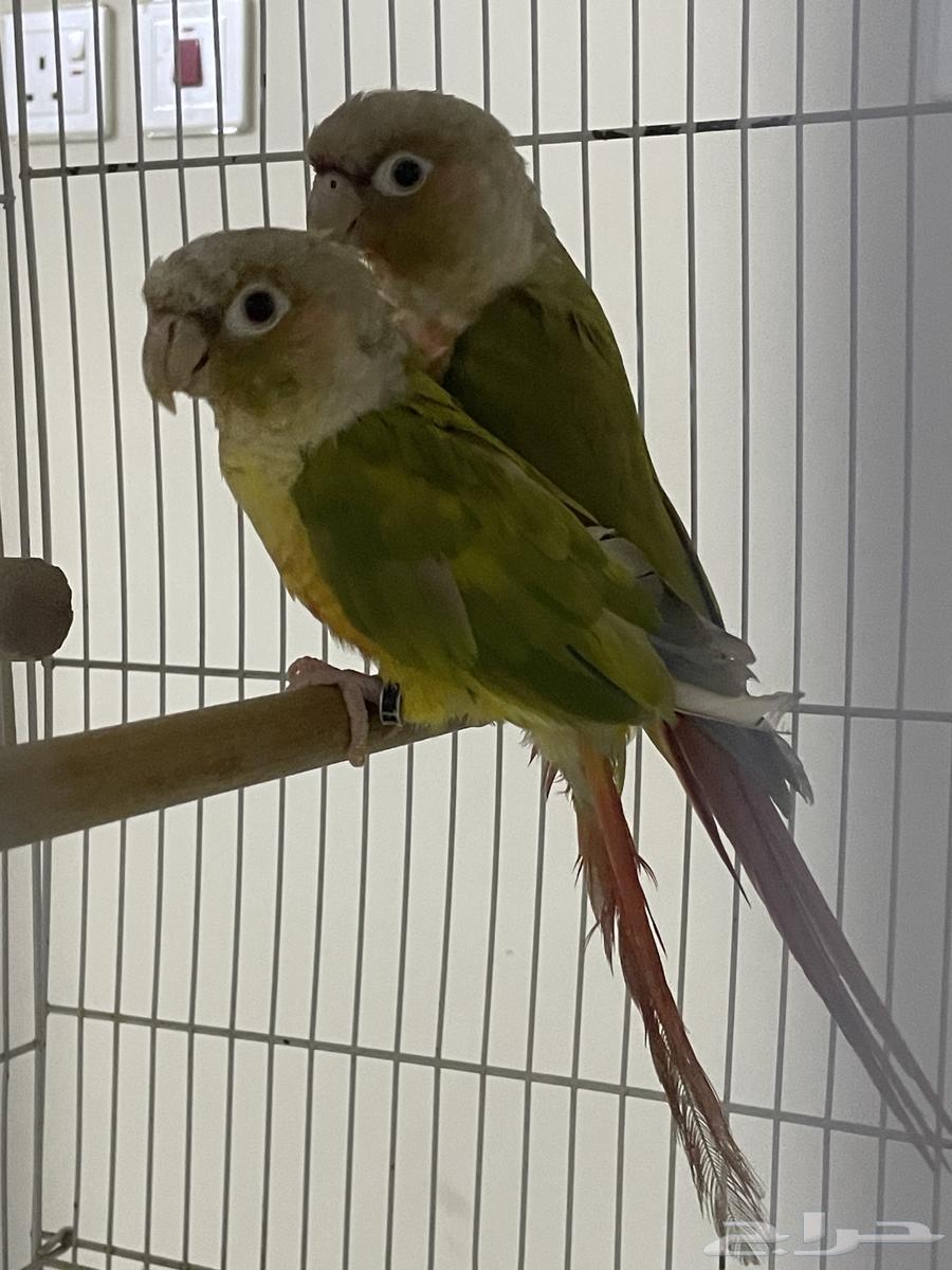 زوج كنيور اناناس منتج( تم البيع)64473582772226111