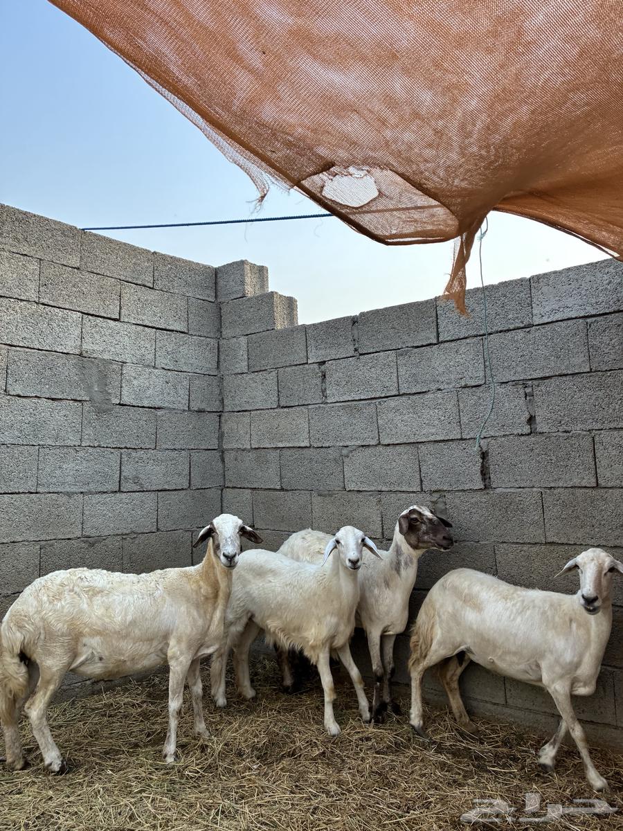 ظان للبيع64476880102145113