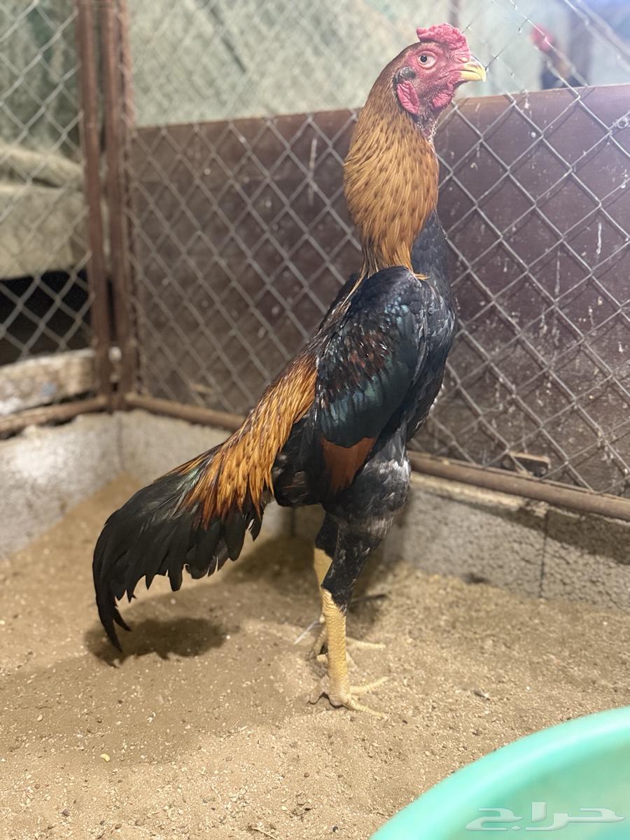 ديك ياباني فاخر64477268948609111