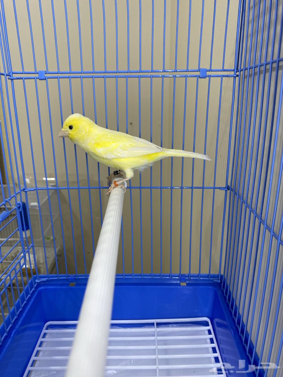 Female Slager String (Sold)64474043863681114