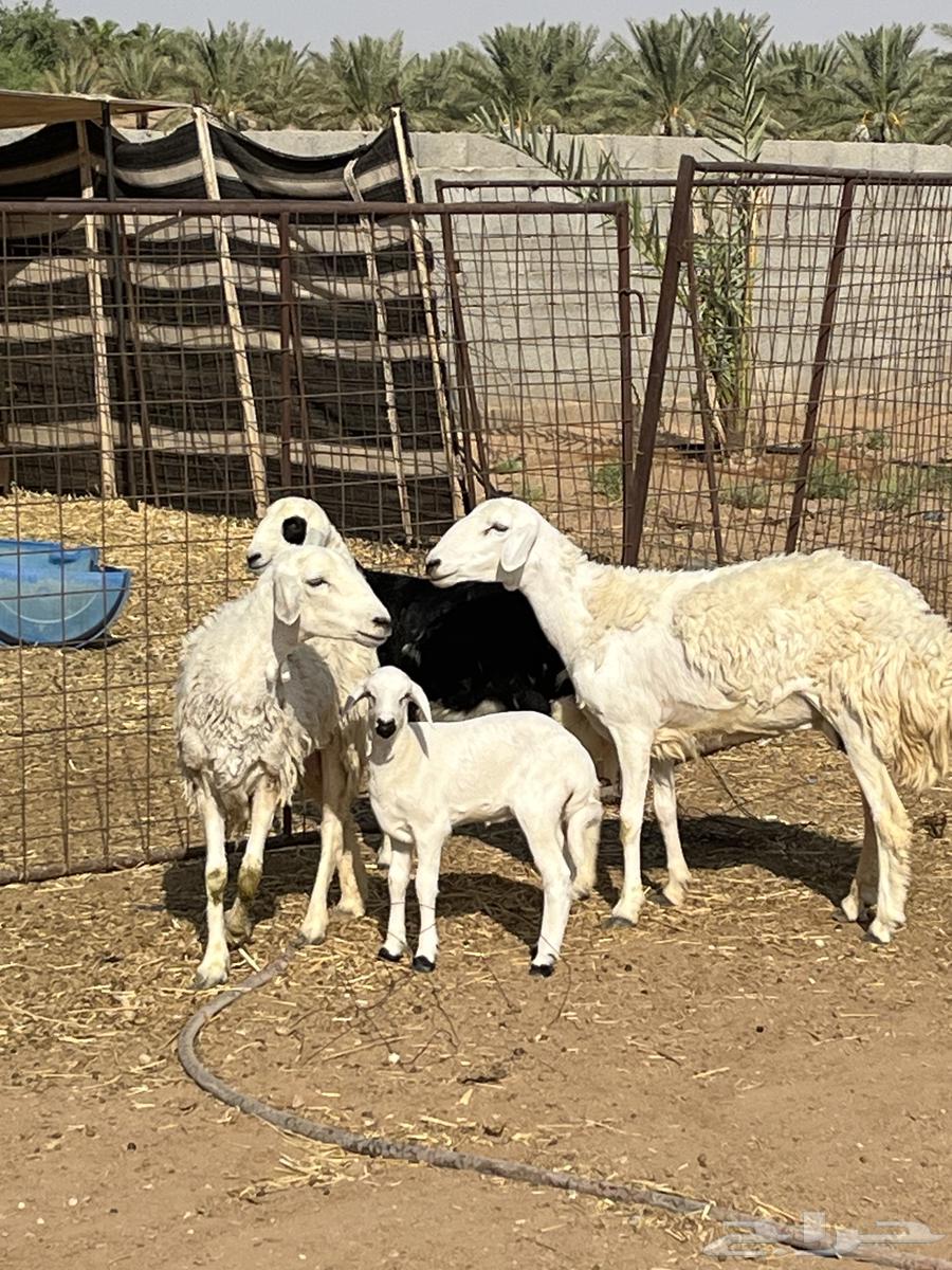 للبيع ثنوات حريات والد64473457240321110