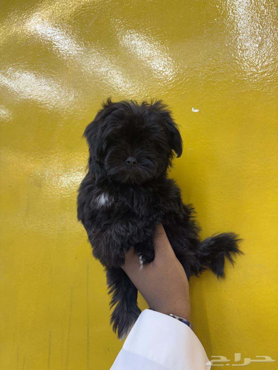 كلاب مالتيبو64474043805187114