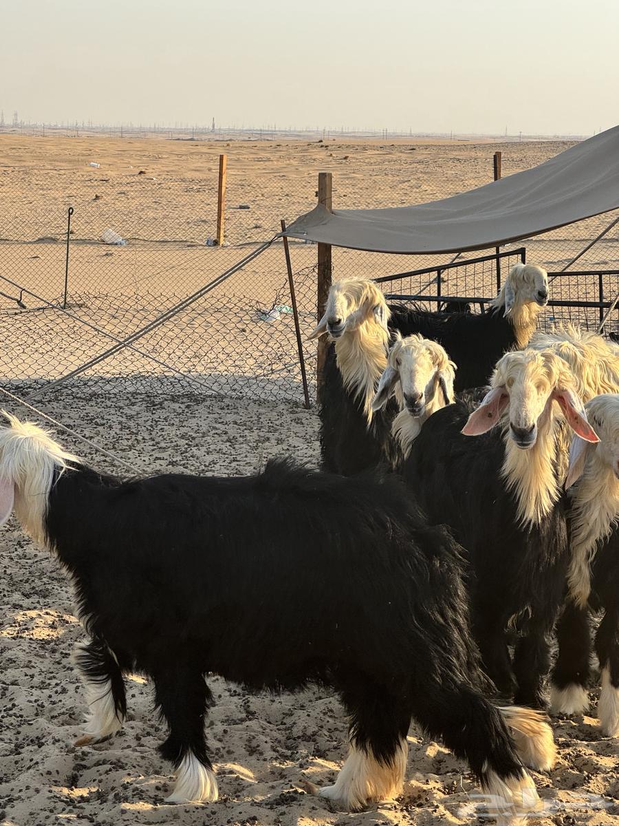 طليان نجد جذعان بريه نظيفه طيبه للبيع جمله وتفريد64476266789890112