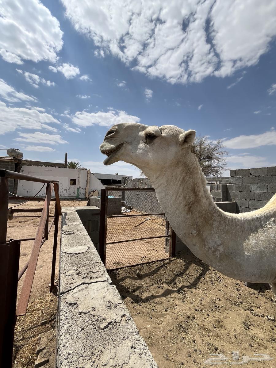 البيع بعير فحل كفو انتاج طيب64475946168579110