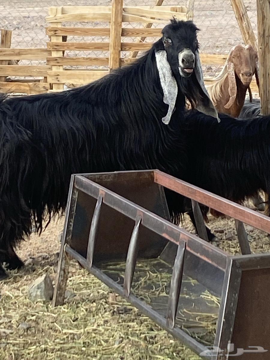 Qualified temporary buck64475918221313114