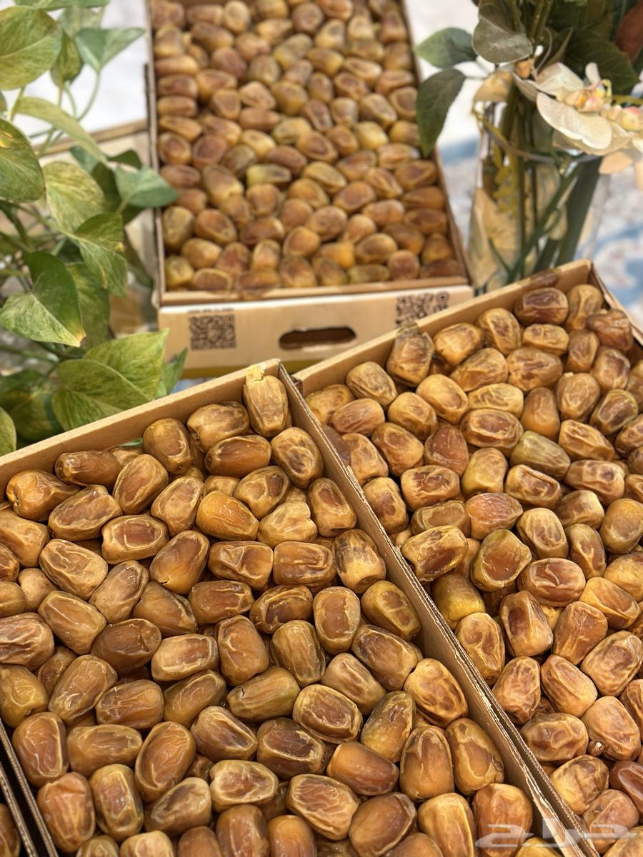 سكري القصيم من المزرعة مباشرة رقم واحد حبه كبيرة مميز64478388708099112