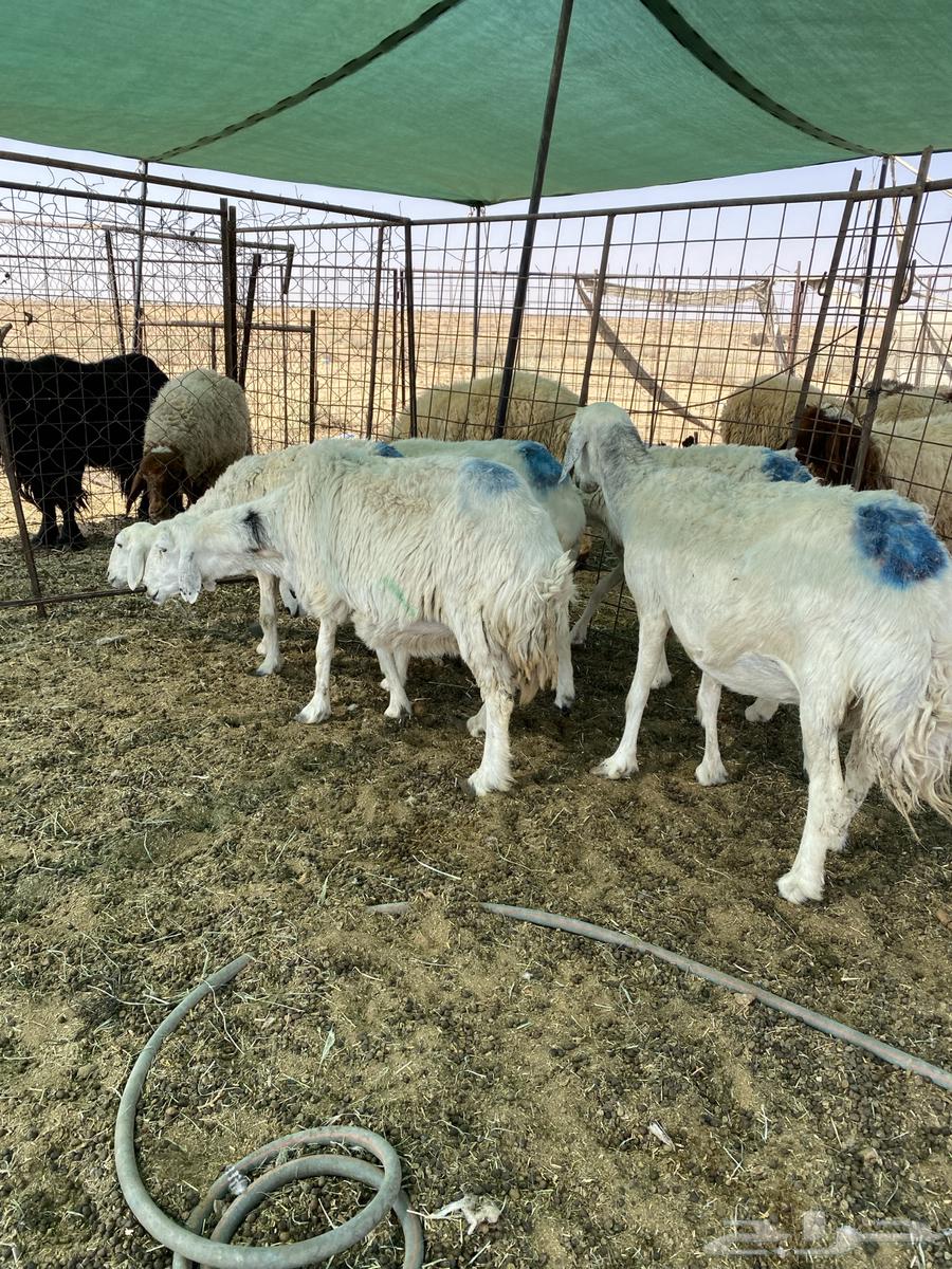 شياه حريات دفيييع واصله64473597068419110