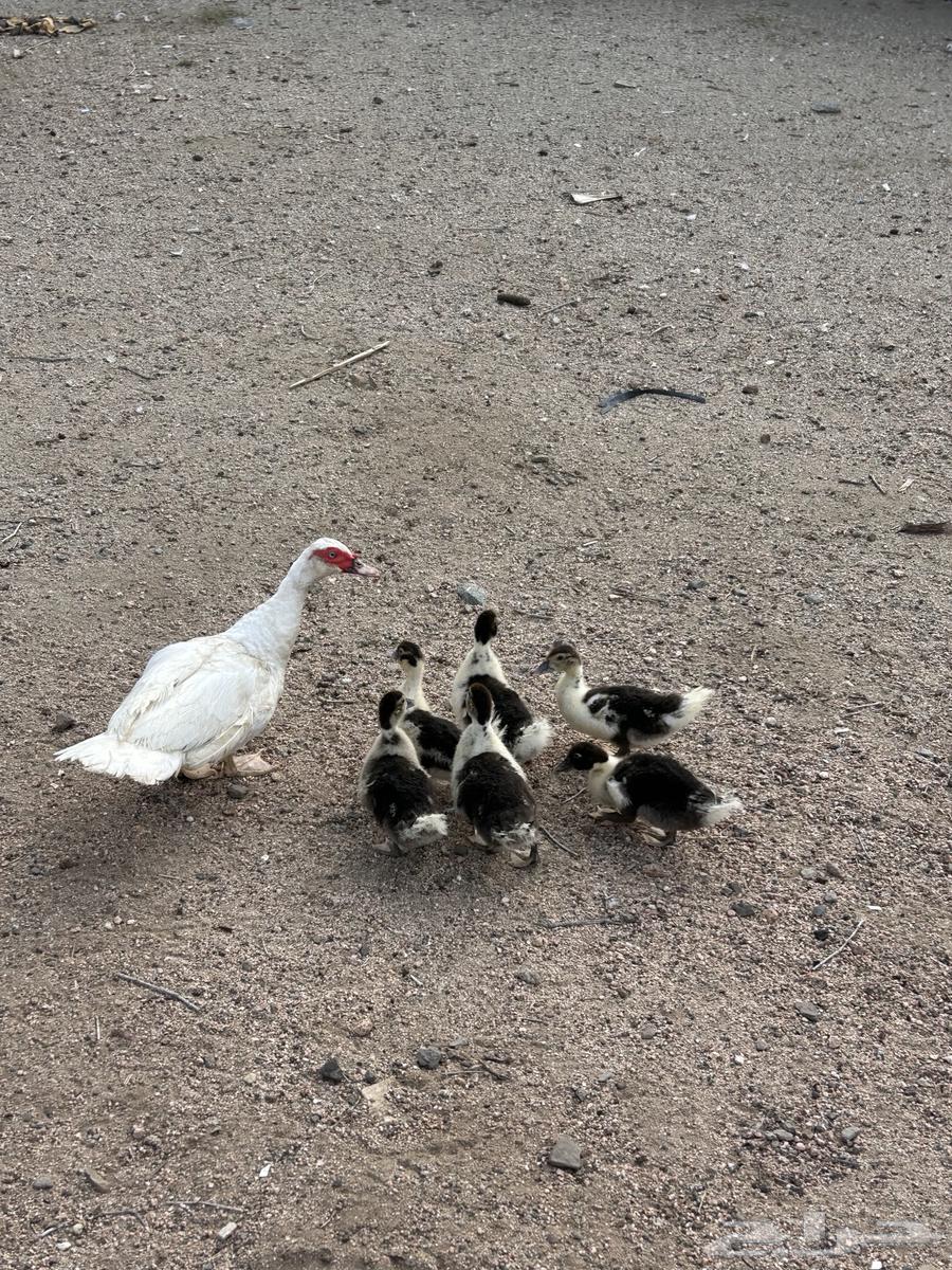 بط لبيع64476043883265114