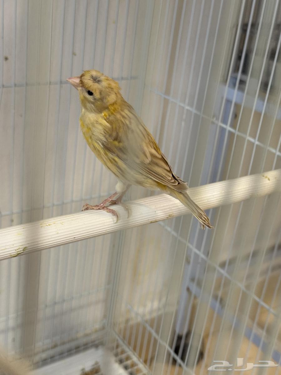 Canary Azabel Crest Carrier Satin64474123328899111