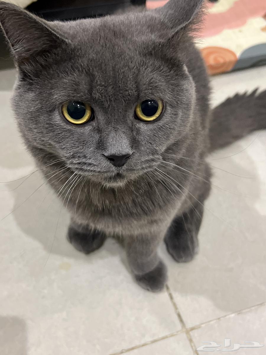 Scotch Fold64477282964225112