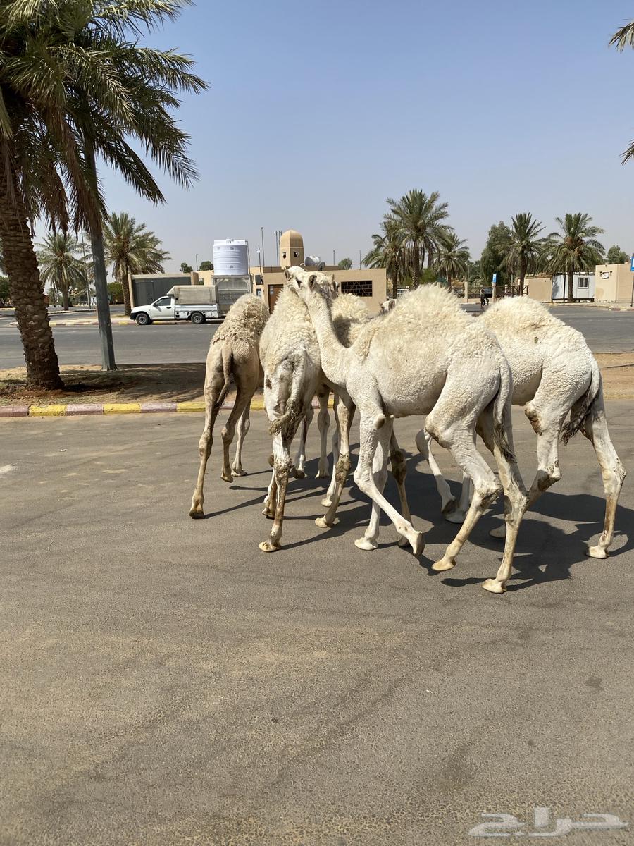 العدد 5 قعدان لبانية واساسهن طيب64473597096833113