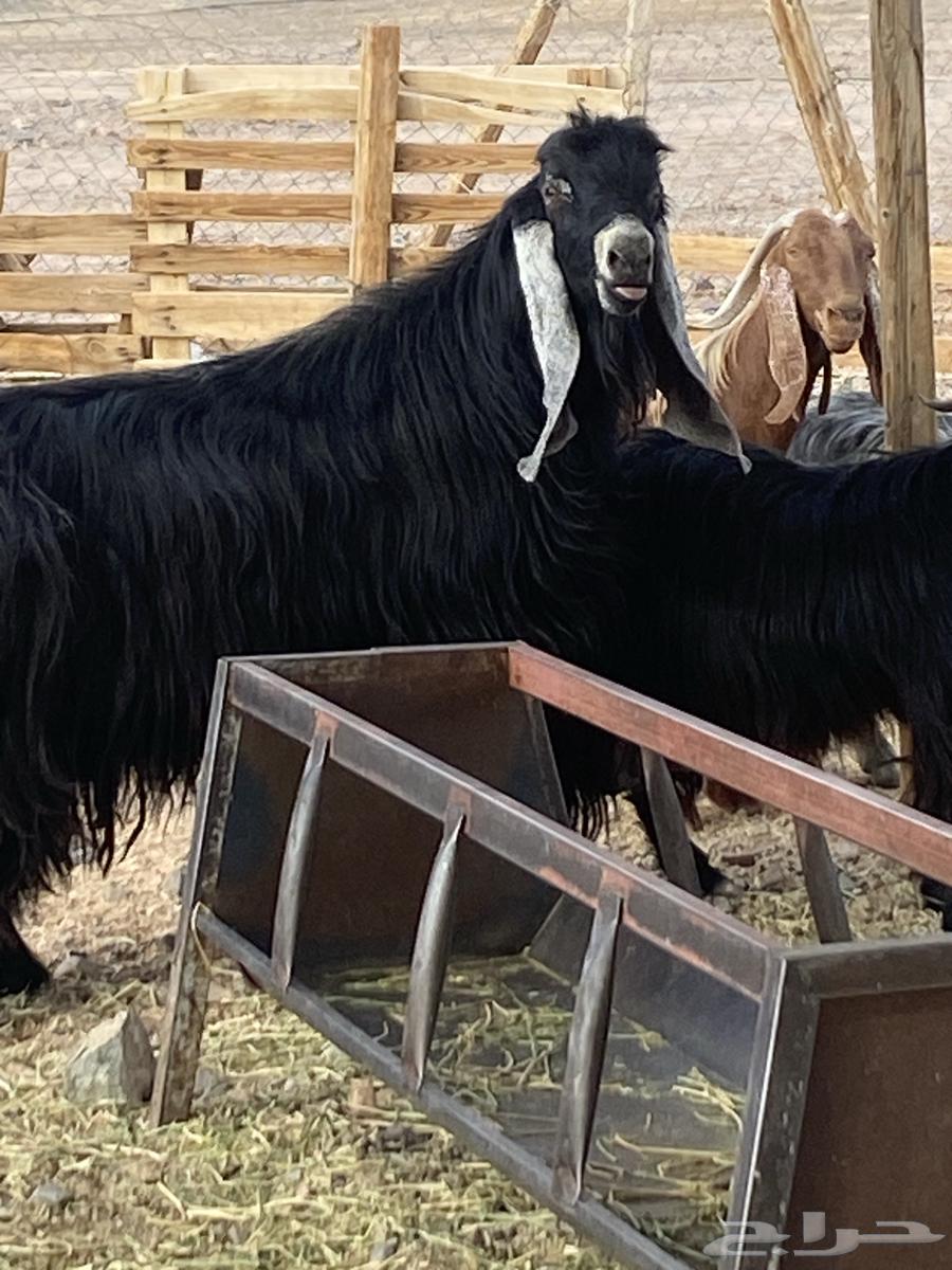 Qualified temporary buck64475918221313110